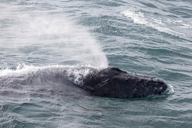 Whale Watching 3 Hours