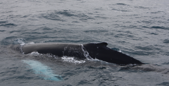 Whale Watching 3 Hours