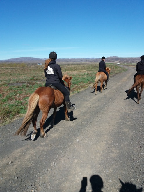 Landsmot 2018 / The National Icelandic Horse Competition 2018