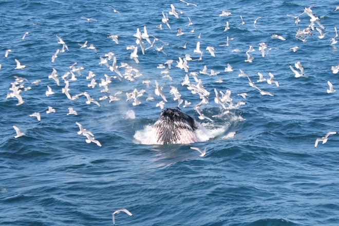 Whale Watching 3 Hours