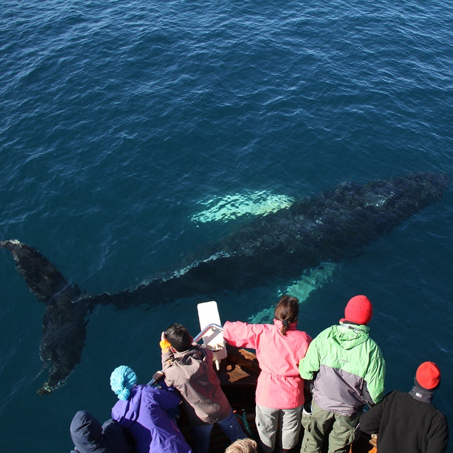 Whale Watching