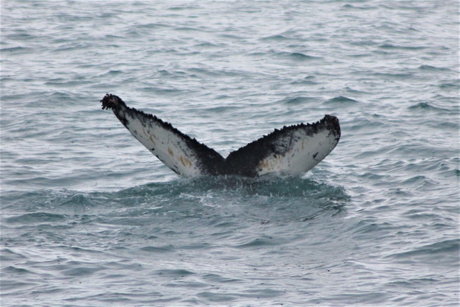 Whale Watching & Northern lights Combo