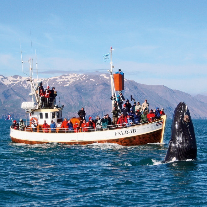 Whale Watching