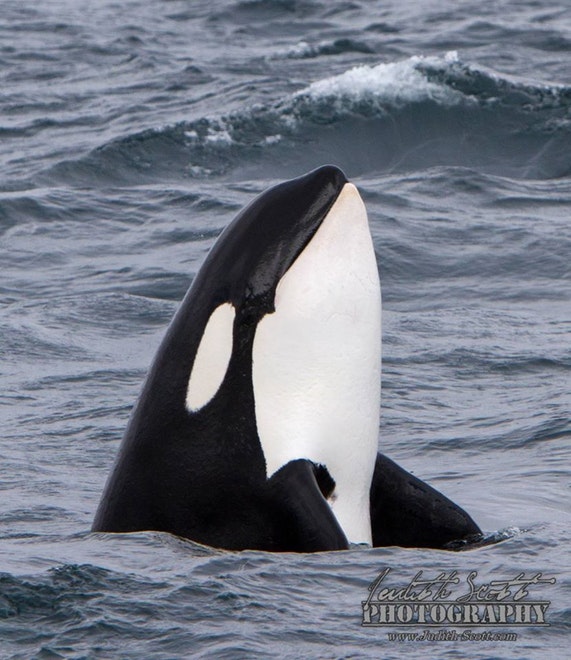 Whale Watching Olafsvik