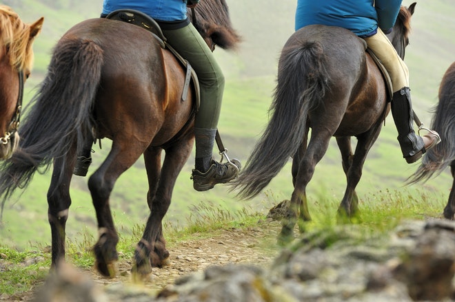 Golden Circle and Horses