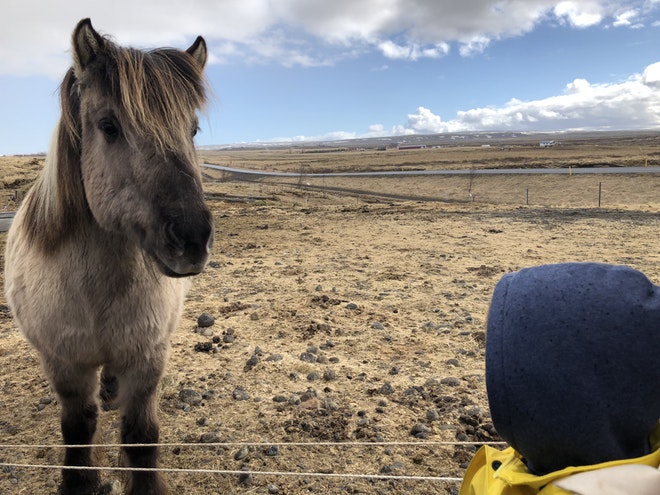 Golden Circle, Kerid Crater and Farm Visit