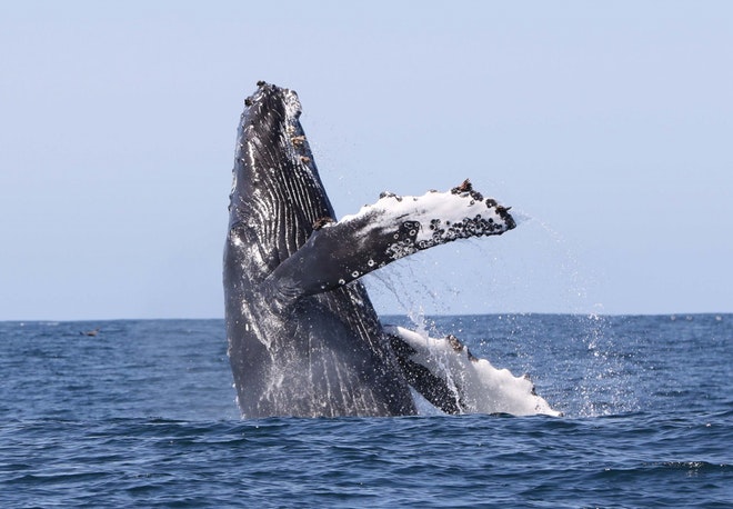 Whale Watching Holmavik