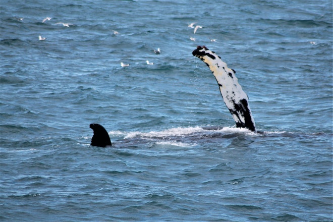 Whale Watching & Northern lights Combo