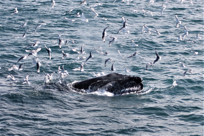 Whale Watching & Northern lights Combo