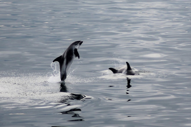 Whale Watching & Northern lights Combo