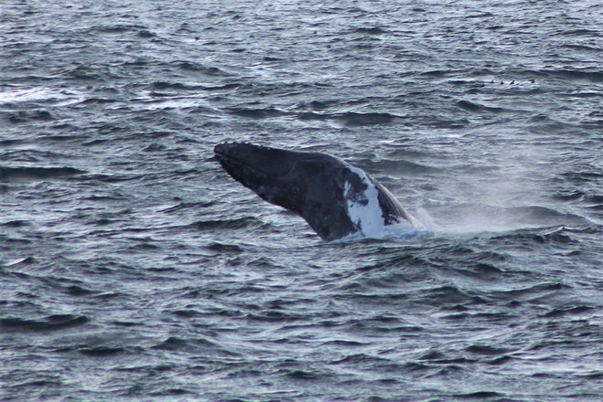 Whale Watching & Northern lights Combo