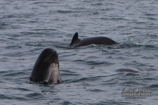 Whale Watching Olafsvik