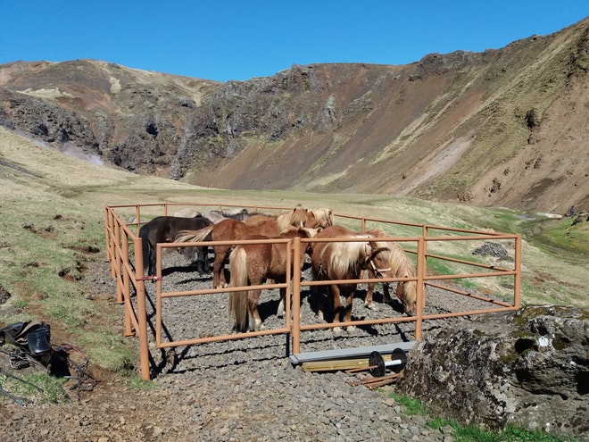 Landsmot 2018 / The National Icelandic Horse Competition 2018