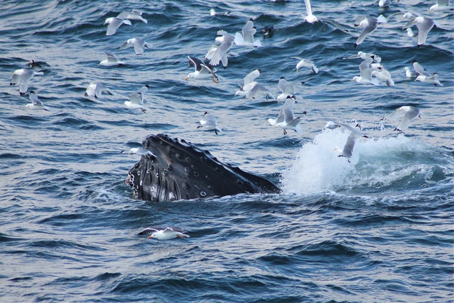 Whale Watching 3 Hours