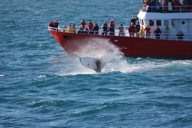 Best of Iceland -  Summer special (Golden Circle, Whale Watching & South Coast)