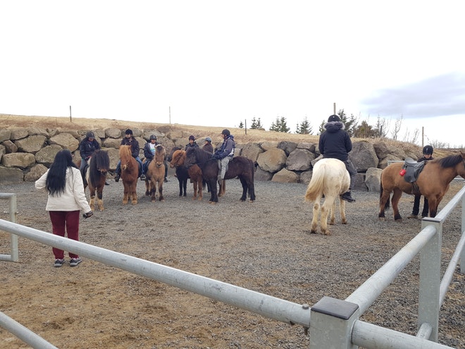 Visit our stable in Reykjavik ( Special Photo tour ) Pickup included in Price