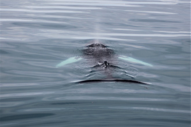 Whale Watching & Northern lights Combo