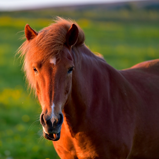 Whales & Horses