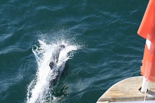 Whale Watching 3 Hours