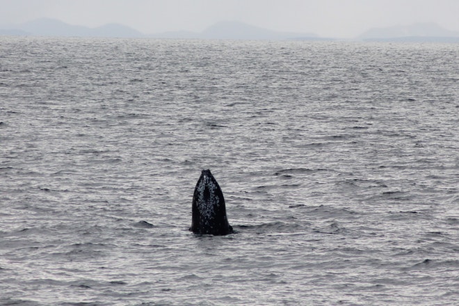 Whale Watching & Northern lights Combo