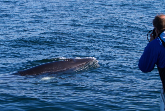 Whale Watching Holmavik