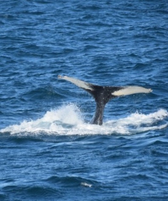 Whale Watching & Northern lights Combo