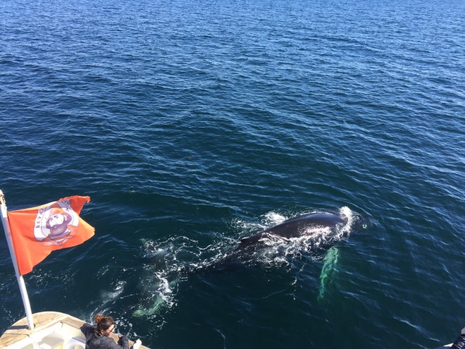 Whale Watching & Northern lights Combo