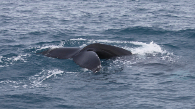 Whale Watching 3 Hours