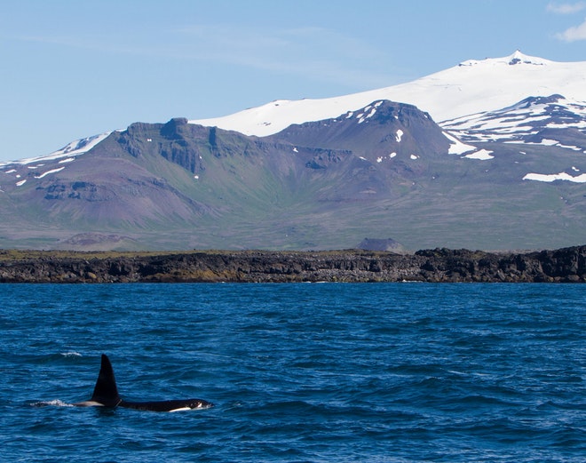 Whale Watching Olafsvik