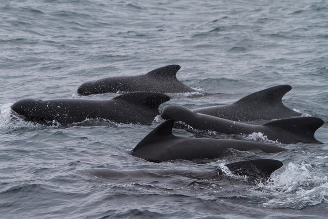 Whale Watching Holmavik