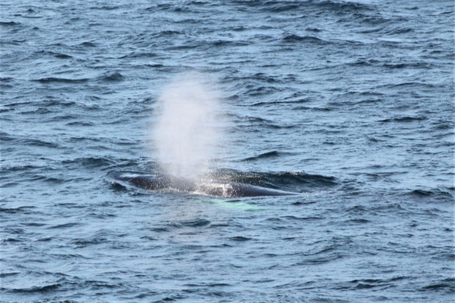 Whale Watching 3 Hours