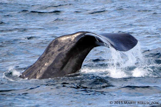 Whale Watching Olafsvik