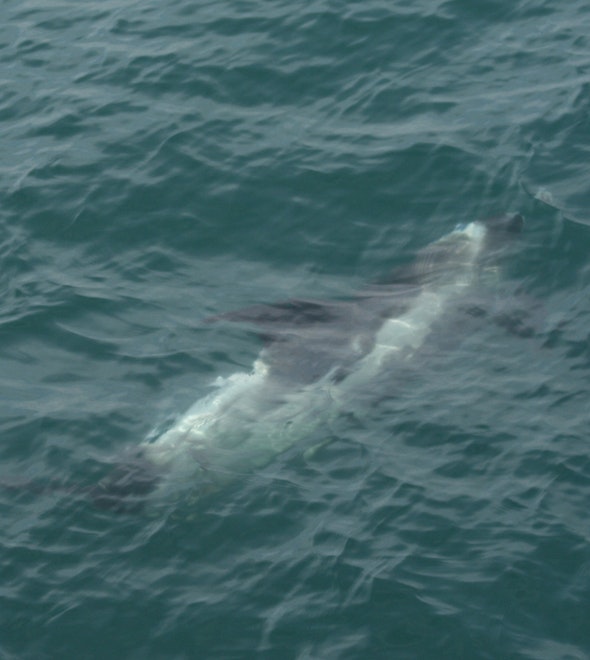 Whale Watching & Northern lights Combo