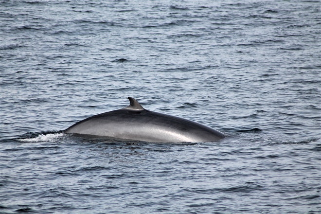 Whale Watching & Northern lights Combo