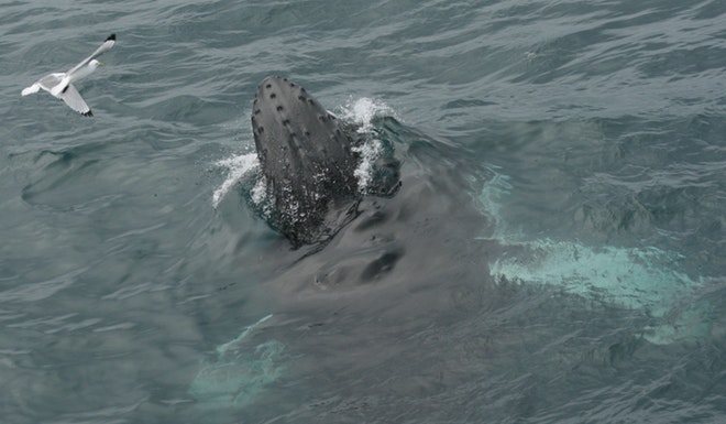 Whale Watching & Northern lights Combo