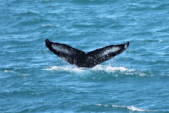 Whale Watching & Northern lights Combo