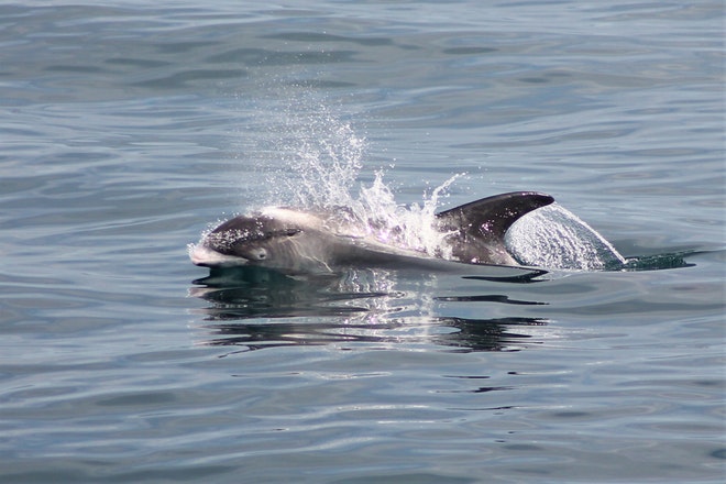 Whale Watching 3 Hours