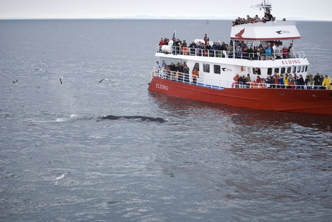 Golden Circle And Whale Watching