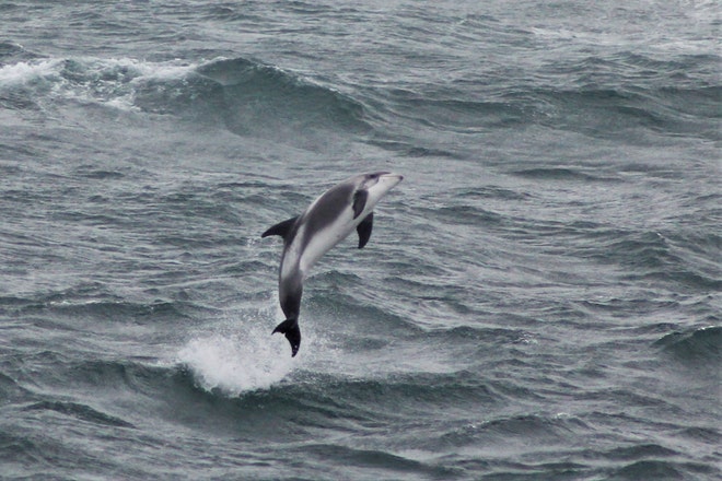 Whale Watching & Northern lights Combo