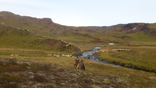 Sheep Roundup Tour 2018 (3 Days)