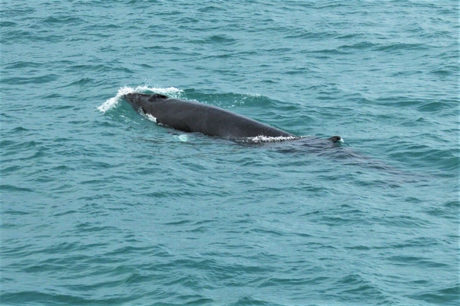 Whale Watching 3 Hours