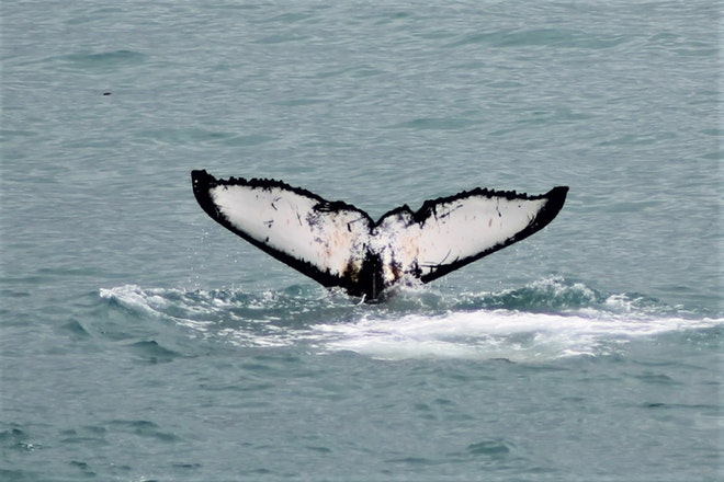 Whale Watching & Northern lights Combo