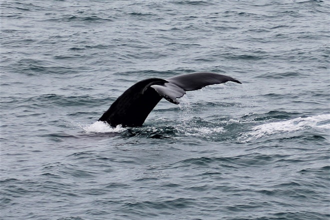 Whale Watching & Northern lights Combo