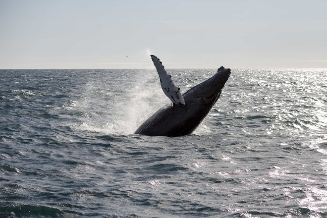 Whale Watching 3 Hours