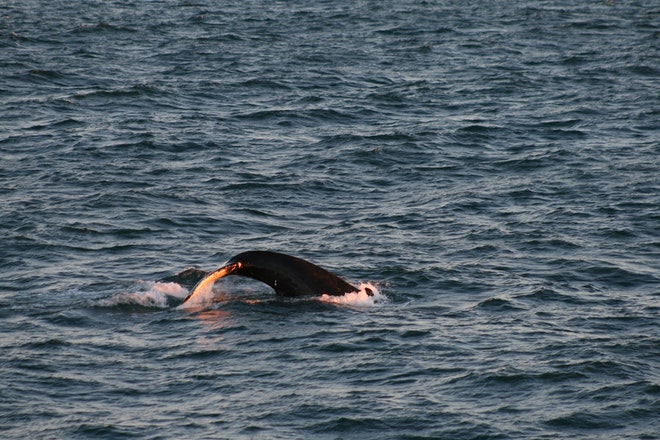 Whale Watching & Northern lights Combo