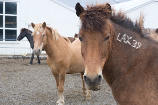 Viking Horse Riding Tour and Golden Circle