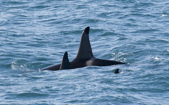 Whale Watching and Golden Circle