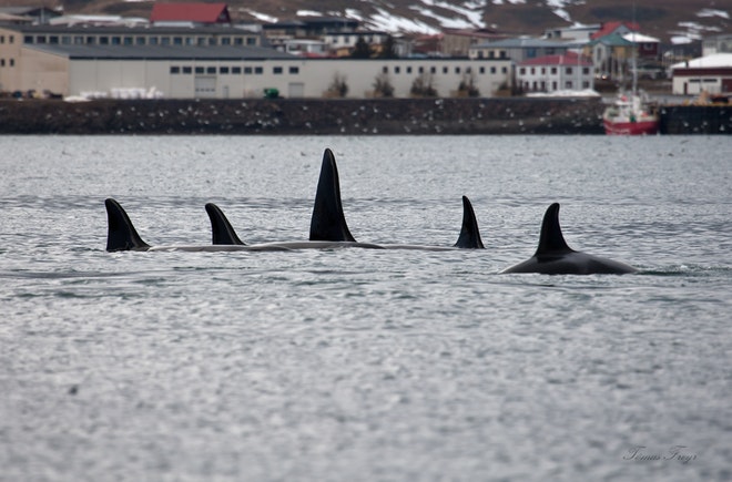 Whale Watching Grundarfjordur