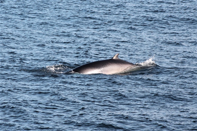 Whale Watching & Northern lights Combo