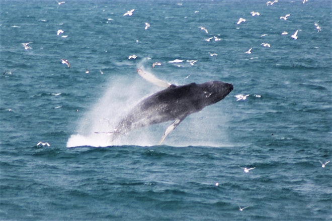 Whale Watching 3 Hours